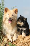 CHIEN FINNOIS DE LAPONIE 361